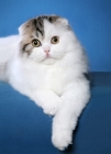 Picture of Scottish Fold on blue background