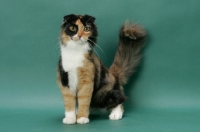 Picture of Scottish Fold on green background, tortoiseshell and white