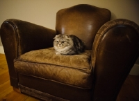 Picture of Scottish Fold sitting on leather chair.