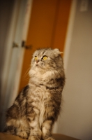 Picture of Scottish Fold Sitting.