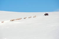 Picture of Scottish Mule and Suffolk cross ewes following vehicle