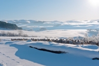 Picture of Scottish Mule and Suffolk cross sheep in distant