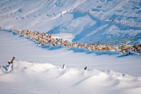 Picture of Scottish Mule and Texel Cross ewes in winter