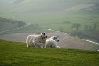 Picture of Scottish Mule ewes and Texel cross lambs