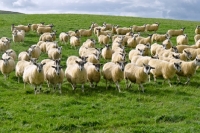 Picture of Scottish Mule ewes
