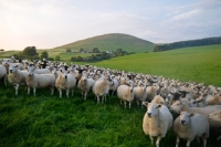 Picture of Scottish Mule, Texel cross and Suffolk cross ewes