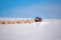 Picture of Scottish Mules and Suffolk cross ewes in winter