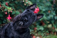 Picture of scottish terrier against flowers