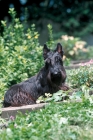 Picture of Scottish Terrier amongst greenery