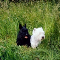Picture of scottish terrier and west highland white terrier sitting together