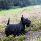 Picture of scottish terrier, ch gaywyn titania, standing in heather