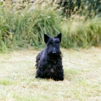 Picture of scottish terrier front view
