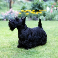Picture of scottish terrier in a garden