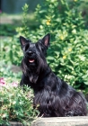 Picture of Scottish Terrier looking up