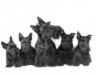 Picture of scottish terrier mother and puppies from gaywyn kennels