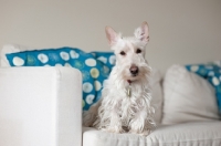 Picture of Scottish Terrier on sofa with throw pillows.