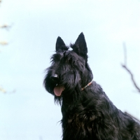 Picture of scottish terrier, portrait