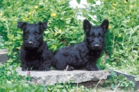 Picture of Scottish Terrier puppies