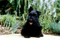 Picture of scottish terrier puppy from gaywyn kennels