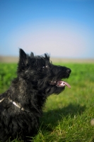 Picture of Scottish Terrier puppy in a field