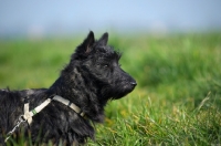 Picture of Scottish Terrier puppy in a field