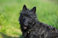 Picture of Scottish Terrier puppy in a field