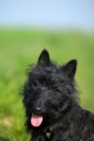 Picture of Scottish Terrier puppy in a field