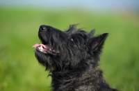 Picture of Scottish Terrier puppy in a field