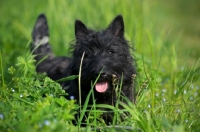Picture of Scottish Terrier puppy in the tall grass