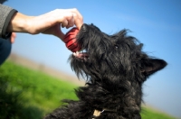 Picture of Scottish Terrier puppy playing with owner