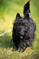Picture of Scottish Terrier puppy running in a field