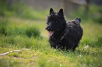 Picture of Scottish Terrier puppy running in a field