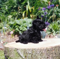 Picture of scottish terrier puppy sat on a log
