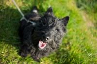 Picture of Scottish Terrier puppy sitting in a field
