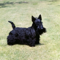 Picture of scottish terrier side view