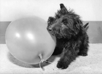 Picture of Scottish Terrier with balloon