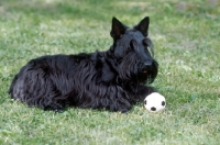 Picture of Scottish Terrier with ball