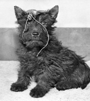 Picture of Scottish Terrier with popped balloon on head