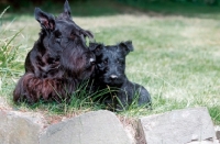 Picture of Scottish Terrier with puppy