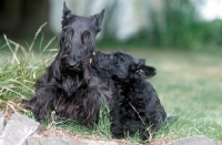 Picture of Scottish Terrier with puppy