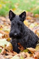 Picture of Scottish Terrier