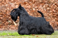 Picture of Scottish Terrier