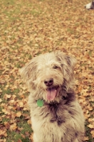 Picture of scruffy mutt in autumn