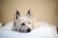 Picture of Scruffy wheaten Cairn terrier lying on bed, resting head.