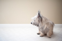 Picture of Scruffy wheaten Cairn terrier sitting on carpet.