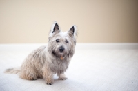 Picture of Scruffy wheaten Cairn terrier sitting on carpet.