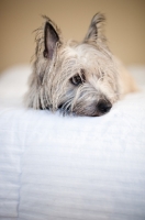 Picture of Scruffy wheaten Cairn terrier lying on bed, resting head.