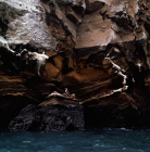 Picture of sea birds at roca vincente, galapagos islands