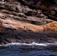 Picture of sea birds at roca vincente, galapagos islands