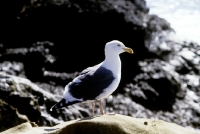 Picture of sea gull in usa